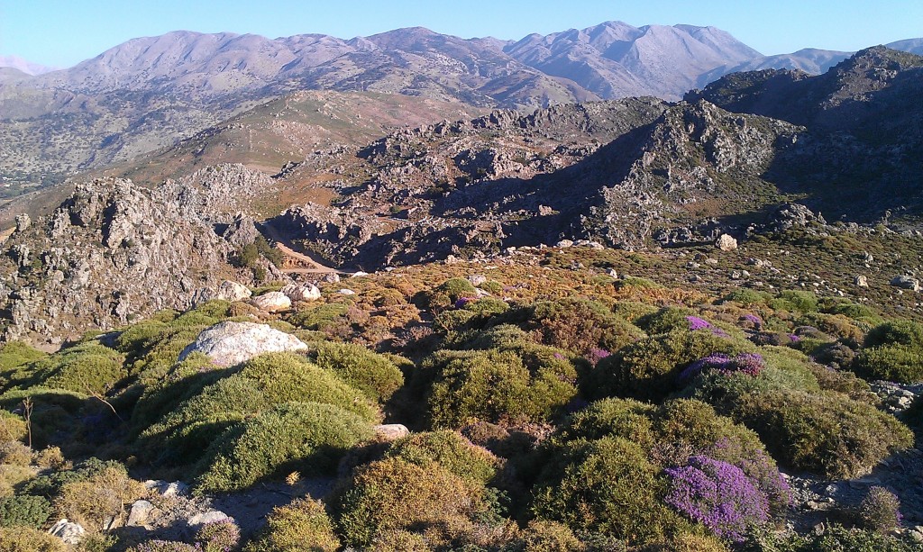 Thyme (Thymus capitatus L.) is all around on Crete. Picture taken in July 2013