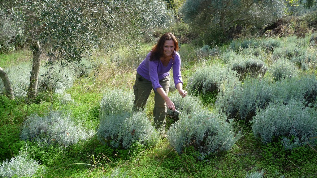 Ildikó picking lavender on a sunny November day, Crete 2014