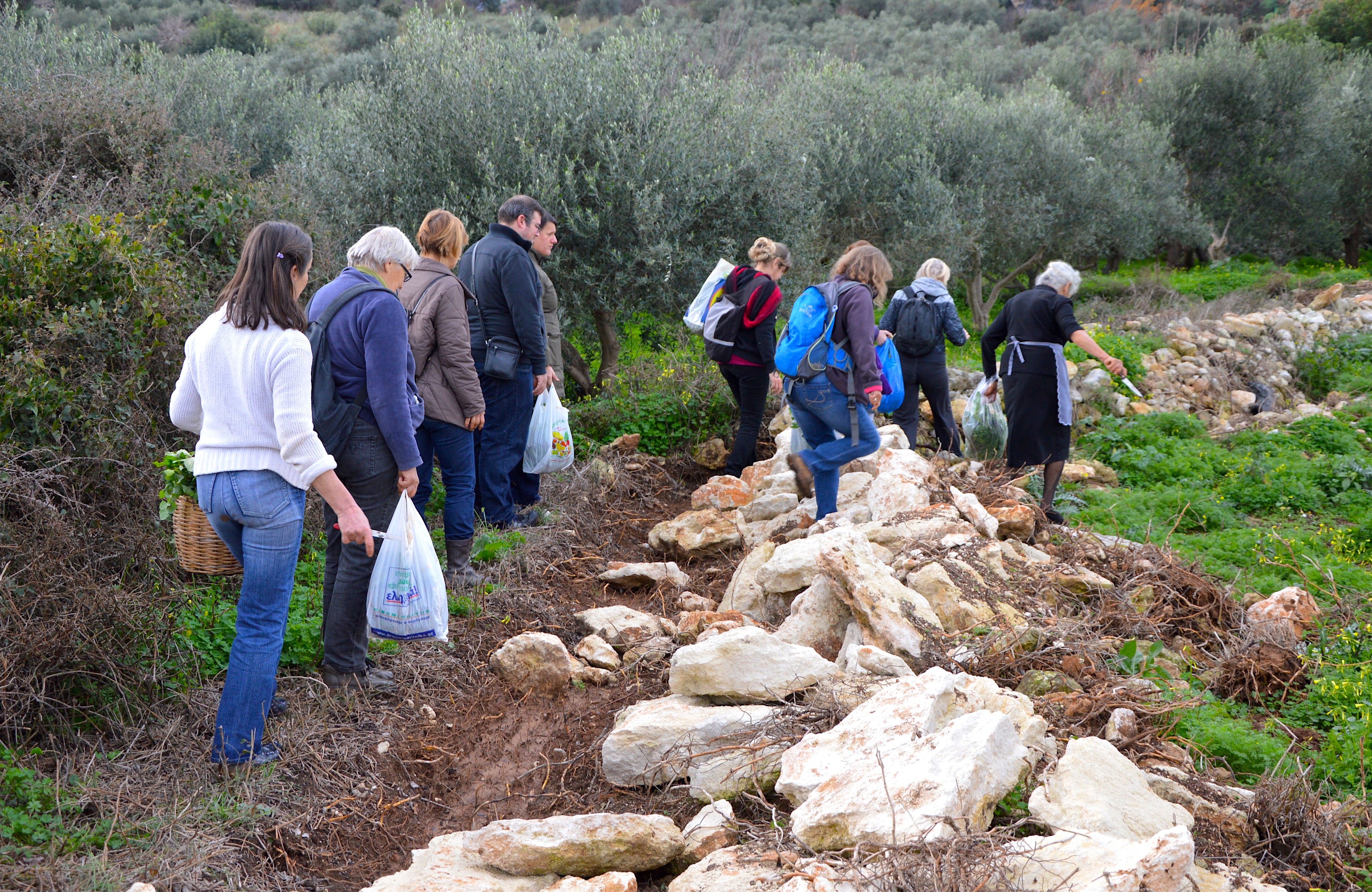 Let’s learn finally the wild edible plants of Crete! - Part 2