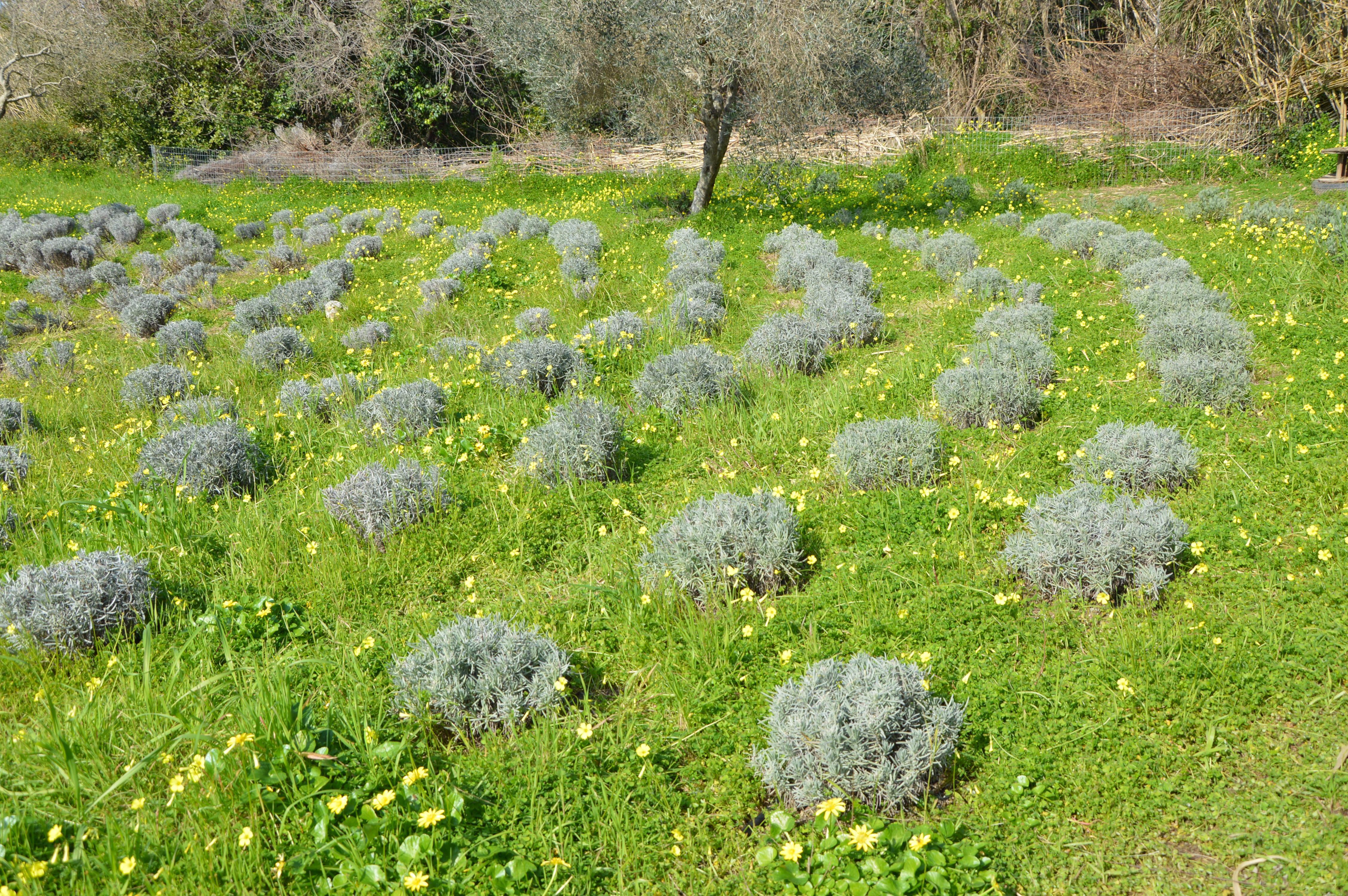 Lavender plant circles in January at The Lavender Way farm