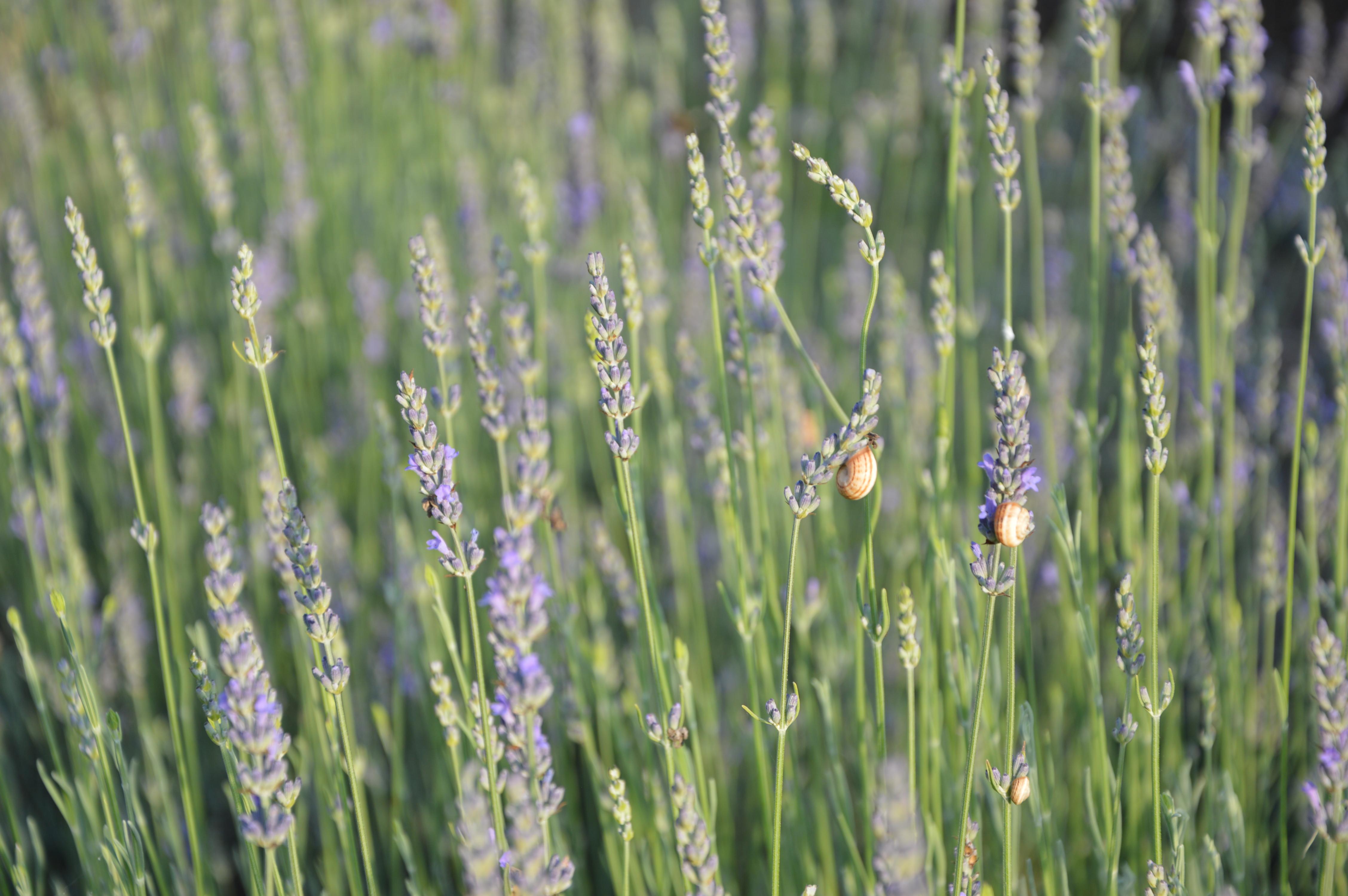 Beautiful organic lavender