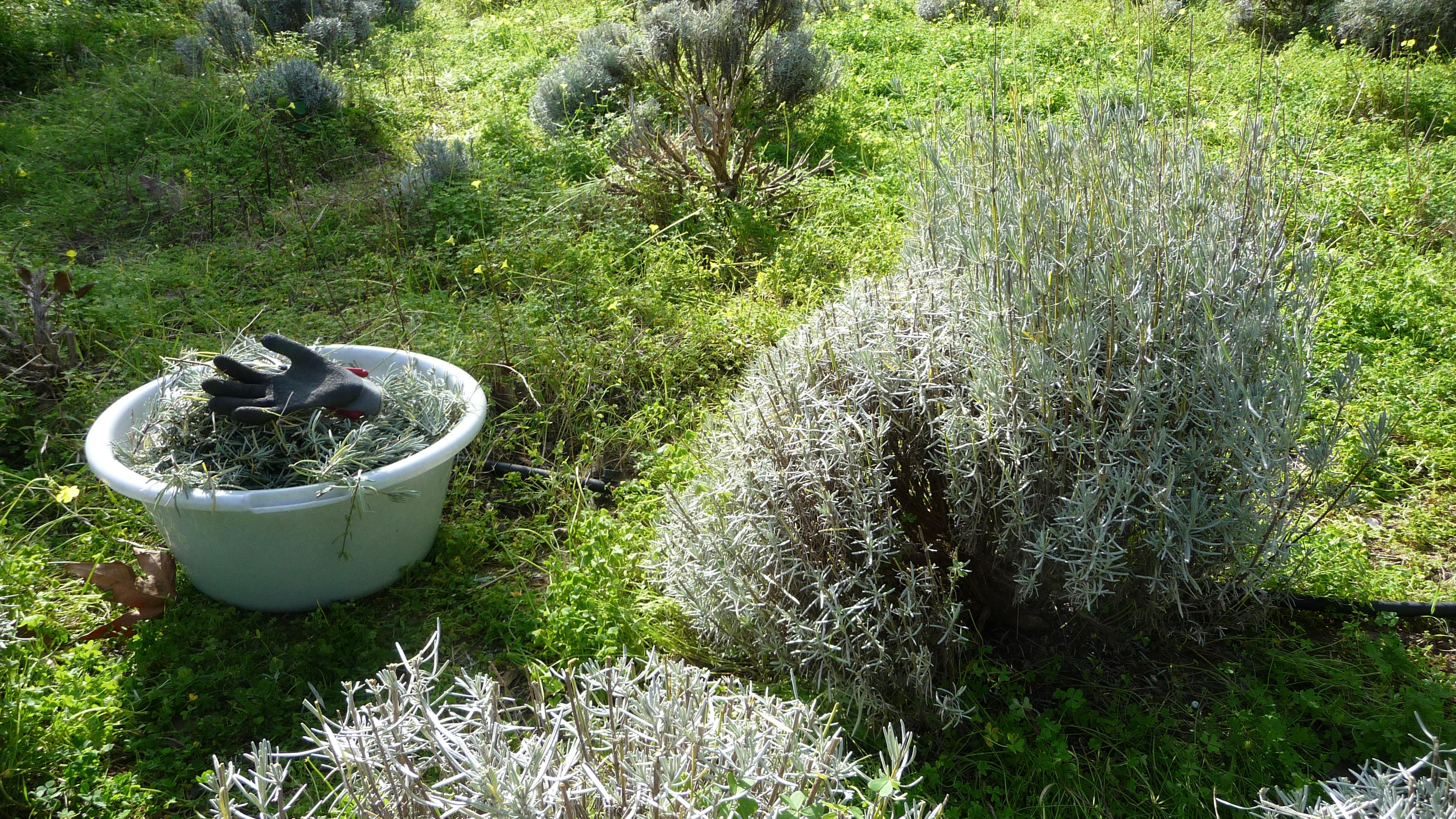 January is for pruning the bushes on the Cretan lavender farm