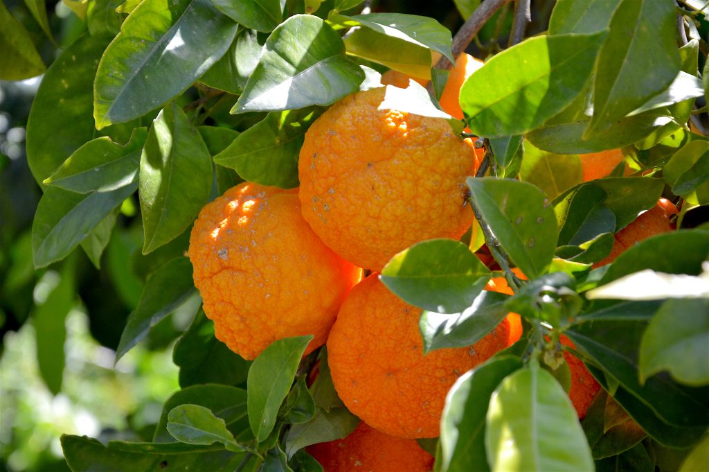 Bitter orange has a lumpy rind and lots of seeds inside