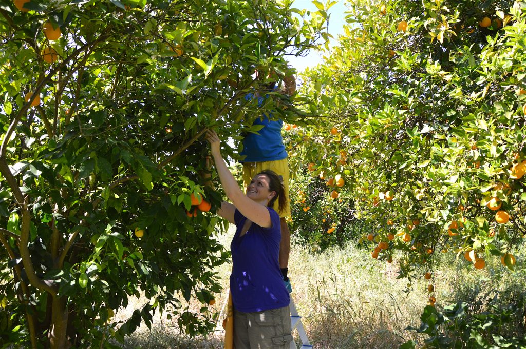 Ildiko happily harvesting in the heavenly aroma