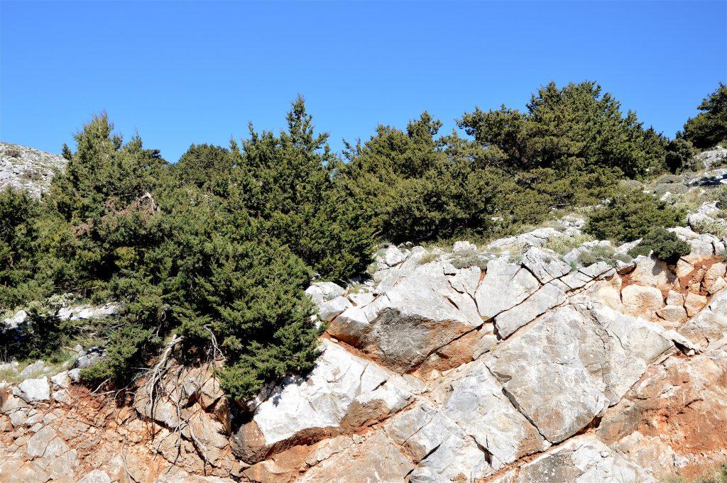 Cypress trees reaching out horizontally