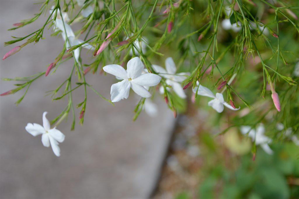 Cretan jasmine (Jasminum officinale), end of August 2016