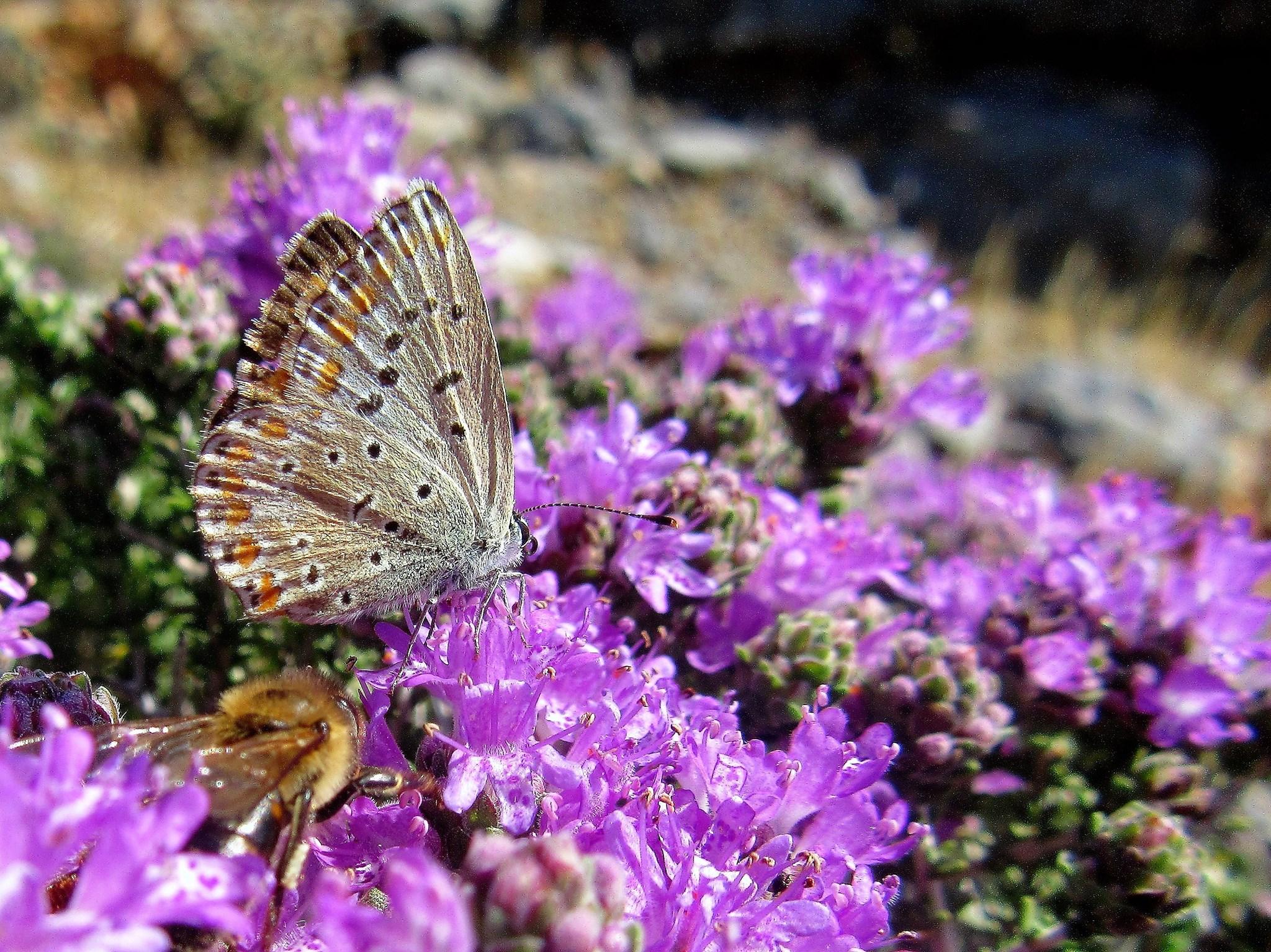 Plant Walk - A Sense of Herbal Summer