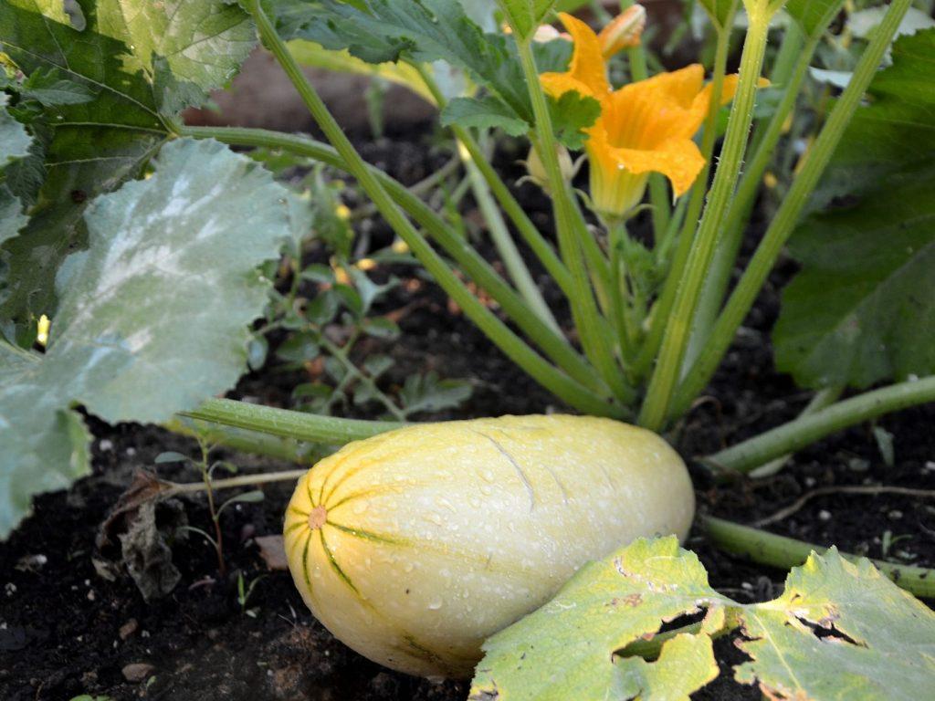 My first ever homegrown squash (or marrow?)