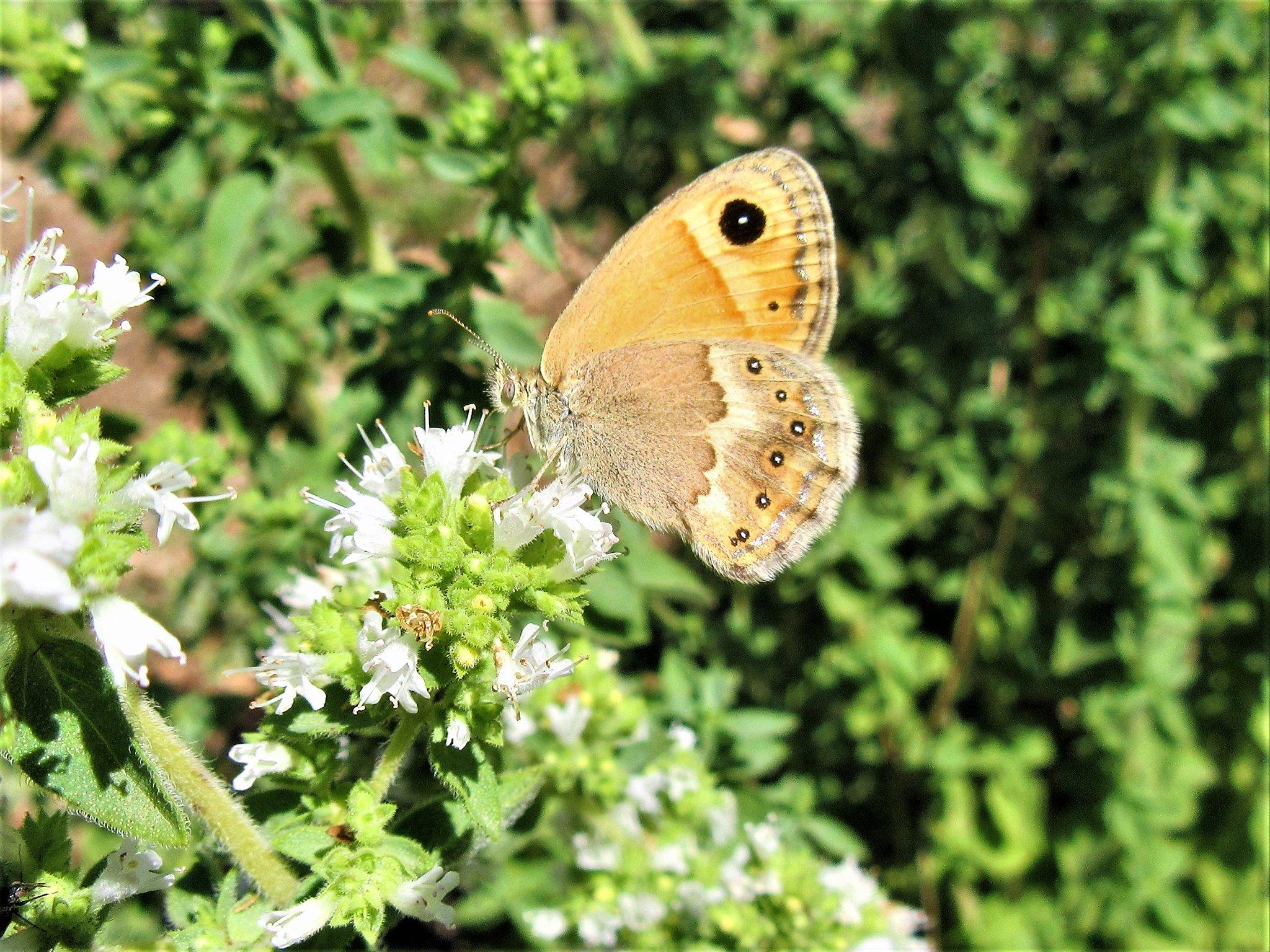 Oregano with butterfly