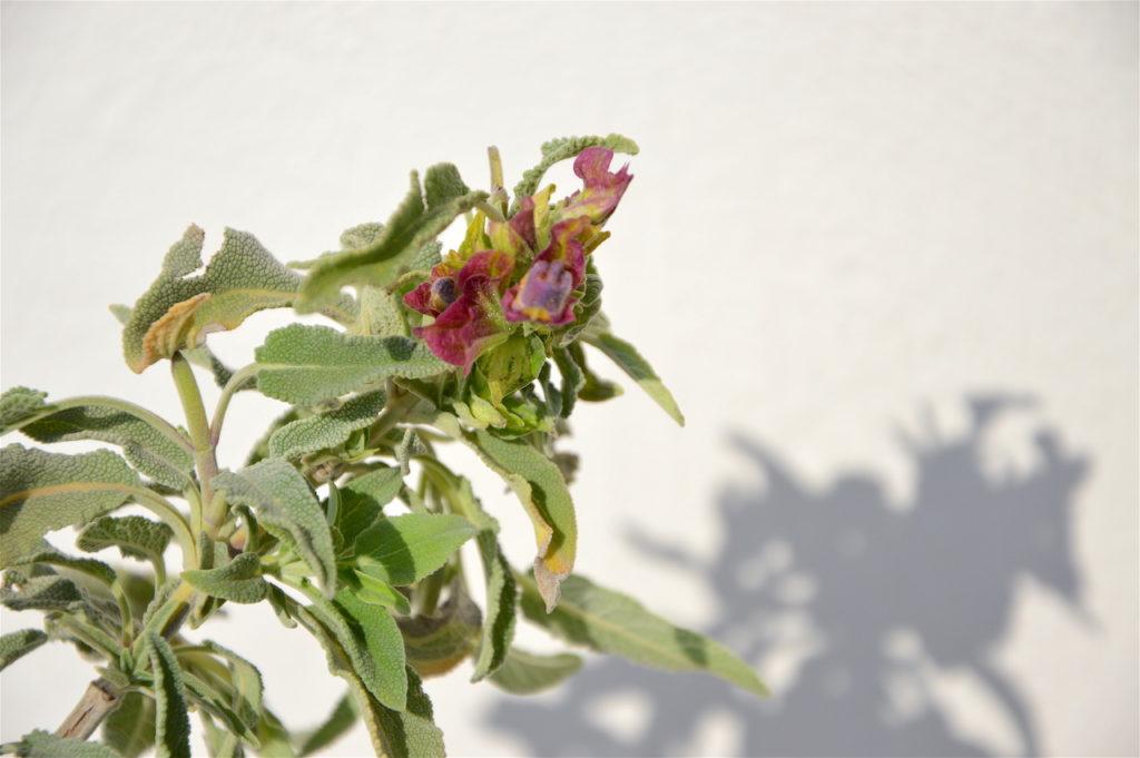 First flowers of wild Greek sage (S. pomifera), April 2017