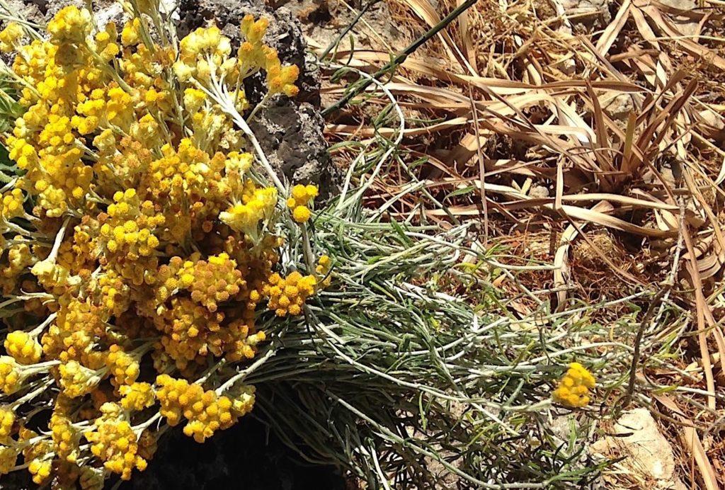 Gathering the first sunny bouquet of Helichrysum in Crete, May 2016