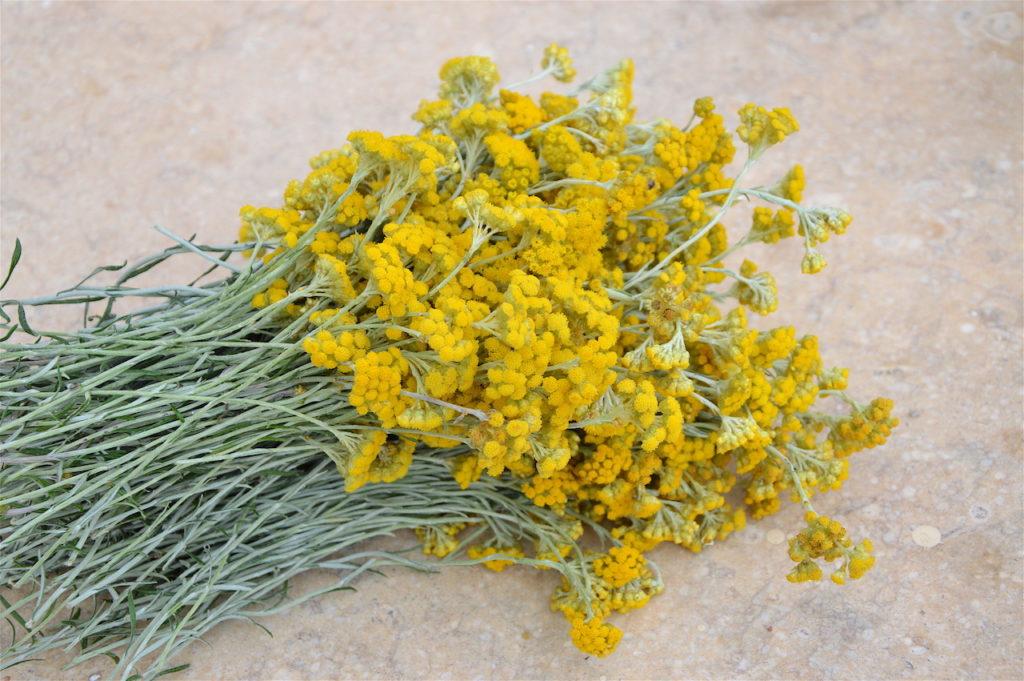 Bright bouquet of helichrysum in Crete, April 2017