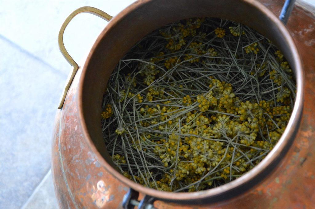 Helichrysum prepared for distilling, April 2017