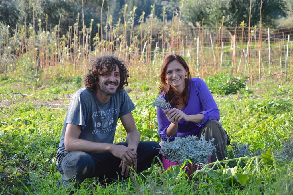 Ildiko harvesting helichrysum with Leonidas, November 2017