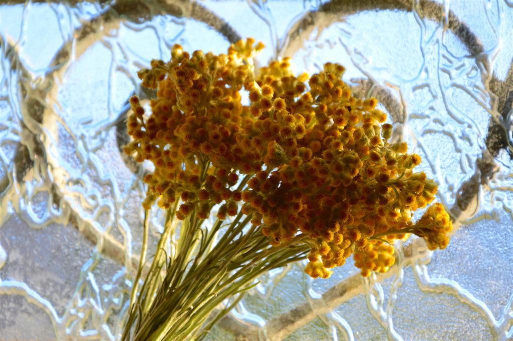A fresh bouquet of wild-harvested Cretan Helichrysum